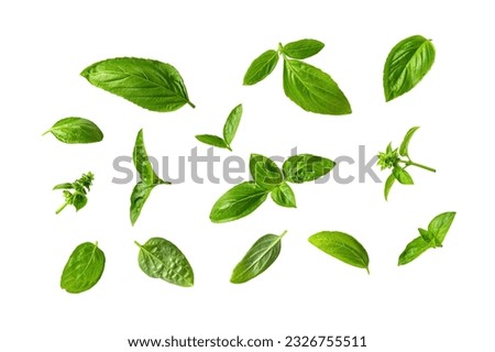 Set of fresh basil leaves isolated on a white background. Fragrant green basil leaves variety cutout. Ocimum basilicum plant parts as spice and seasonning for cooking. Macro. Top view.
