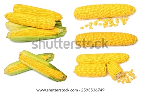 Set of fresh corn cob and grains isolated on white background