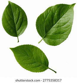 Set of Fresh Green Apple Tree Leaves Isolated on White Background for Nature and Eco Friendly Design Projects