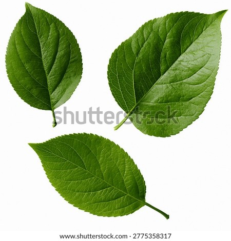 Set of Fresh Green Apple Tree Leaves Isolated on White Background for Nature and Eco Friendly Design Projects