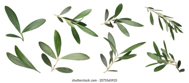 Set With Fresh Green Olive Leaves On White Background. Banner Design