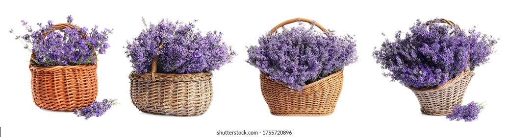 Set of fresh lavender flowers in wicker baskets on white background. Banner design - Powered by Shutterstock