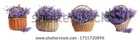 Set of fresh lavender flowers in wicker baskets on white background. Banner design