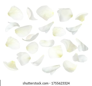 Set Of Fresh Peony Petals On White Background