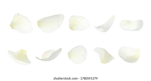 Set of fresh peony petals on white background. Banner design