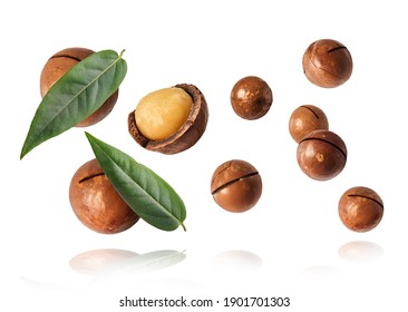 A set with Fresh tasty macadamia nuts falling in the air isolated on white background. Food levitation concept. High resolution image.