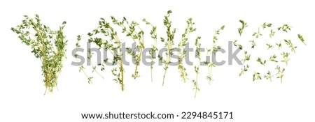 Set of fresh thyme isolated on a white background