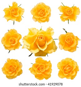 Set Of Fresh Yellow Roses Isolated On White