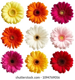 Set of gerbera daisy flowers isolated on white background