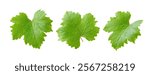 Set of grape leaves isolated on white. Clipping path