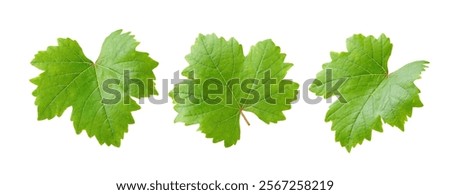 Set of grape leaves isolated on white. Clipping path