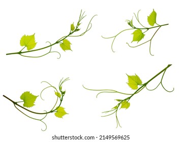 Set of grapevines with green leaves on white background. Vine sprig. Nature decor.  Beautiful floral design elements, for prints and patterns.