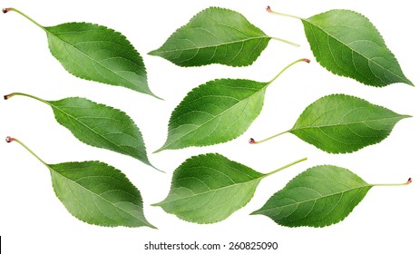 Set of green apple leaves isolated on white background