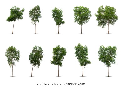 Set Green Big Tree Isolated On White Background. Nature Object Cutout For Design. Collection Black Wattle ( Acacia Auriculiformis ) In
 Tropical Rainforest. Greenery Leaves And Trunk Growth In Spring