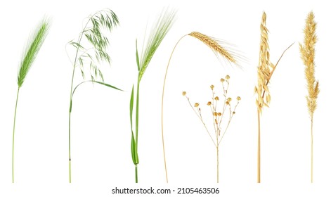 Años verdes y secos de cereales aislados en un fondo blanco  Orejas de trigo  centeno  cebada  lino  avena y rubor 