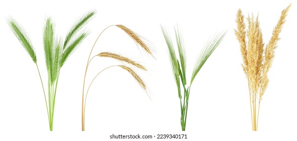 Años verdes y secos de cereales aislados en un fondo blanco  Orejas de trigo  centeno  cebada y rubor 