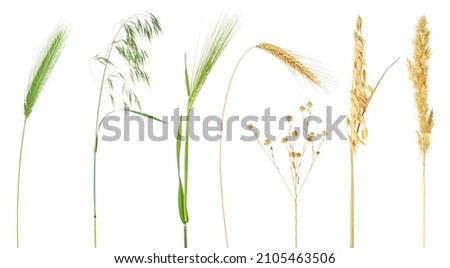 Set of green and dried ears of cereals isolated on a white background. Ears of wheat, rye, barley, flax, oat and bulrush.
