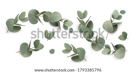 Set of green eucalyptus leaves  isolated on white background.
