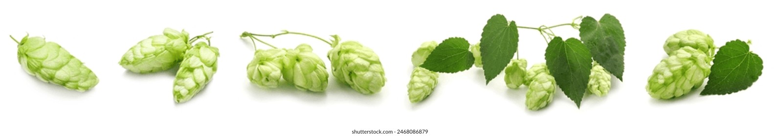 Set of green hop on white background