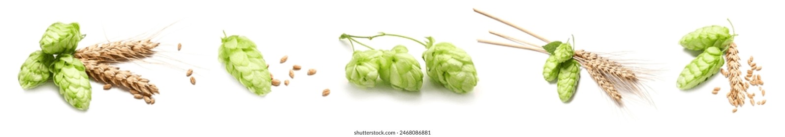 Set of green hops and barley spikelets on white background