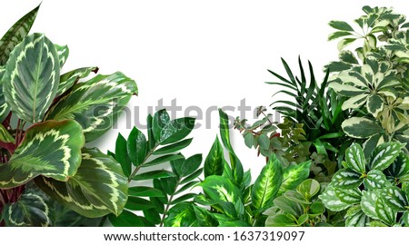 Set of green houseplants isolated on white background