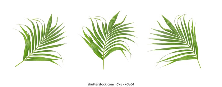 Set Tropical Leaves Jungle Botanical Watercolor Stock Illustration ...