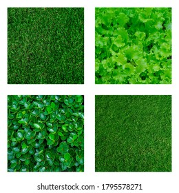Set of green leaf texture background.