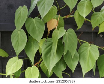 set of green leaves for the background - Shutterstock ID 2312057839