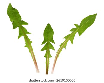 Set of green leaves of dandelion flowers s isolated on white background