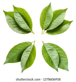 Satz grüner Blätter einzeln auf weißem Hintergrund