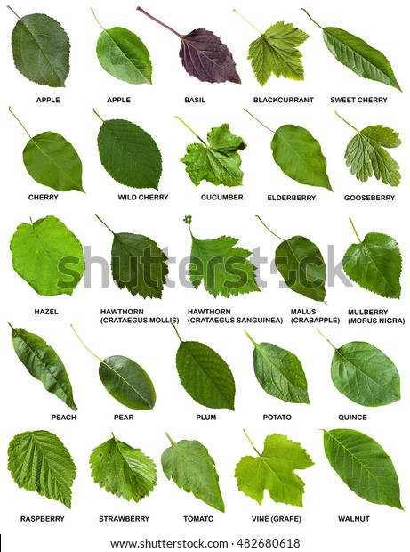 Set Green Leaves Trees Shrubs Names Stock Photo (Edit Now) 482680618