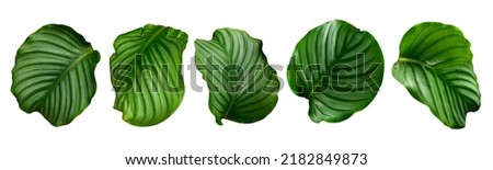 Set of green leaves and tropical plant leaves on white background for Flat layd.clipping path design elements.
