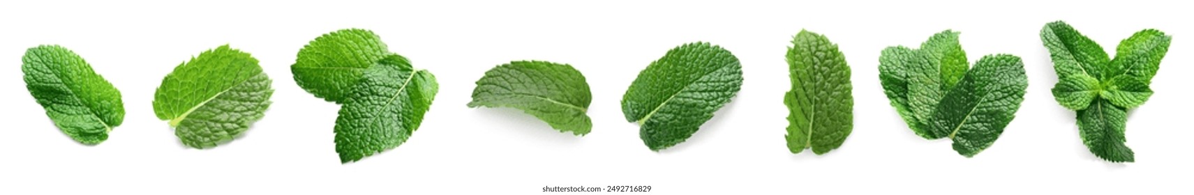 Set of green mint leaves on white background, top view