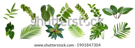 set of green monstera palm banana and tropical plant leaf on white background for design elements, Flat layd.clipping path