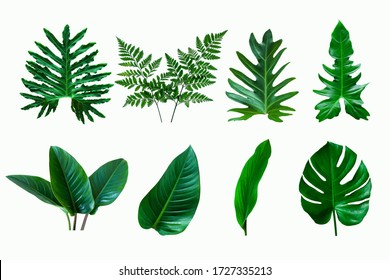 set of green monstera palm and tropical plant leaf isolated on white background for design elements, Flat lay - Shutterstock ID 1727335213