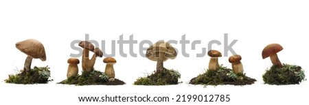 Set green moss, grass and mushrooms isolated on white  
