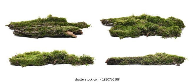 Set green moss on rotten bark tree isolated on white background - Powered by Shutterstock