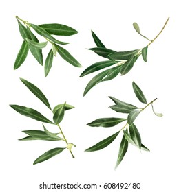 Set Green Olive Branch Photos Isolated Stock Photo 608492480 | Shutterstock