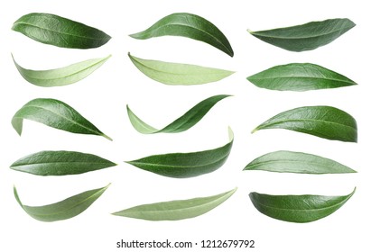 Set With Green Olive Leaves On White Background