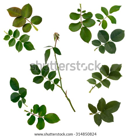 Set of Green rose leaves isolated on white background