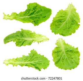 Set Green Salad Leaf Isolated