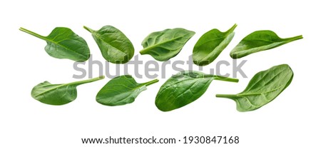 A set of green spinach leaves. Isolated on a white background