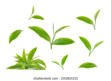 Set Of Green Tea Leaf Isolated On White Background