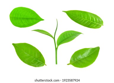 Set Of Green Tea Leaves Isolated On White Background