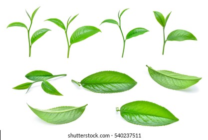 Set Of Green Tea Leaves Isolated On White Background