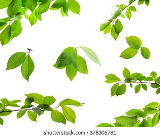 Set of green tree leaves and branches with raindrops isolated on white background