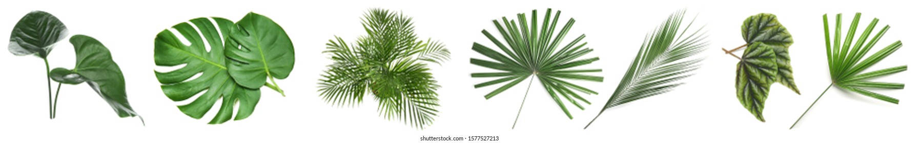 Set Of Green Tropical Leaves On White Background