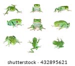 Set of green waxy monkey leaf frog Phyllomedusa sauvagii isolated on white