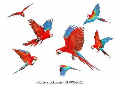 Set of Green wing macaw parrot isolated on white background.