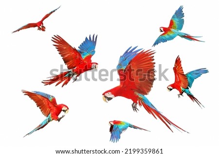 Set of Green wing macaw parrot isolated on white background.